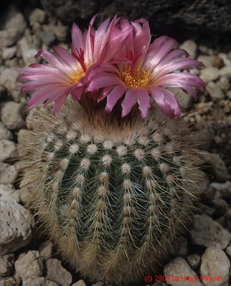 Notocactus cv.         